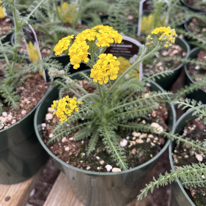 Achillea x 'ACBZ0002' ~ Little Moonshine Yarrow-ServeScape