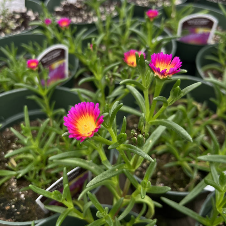 Delosperma nubigenum 'WOWDRY1' ~ WOW® Hot Pink Wonder Ice Plant-ServeScape