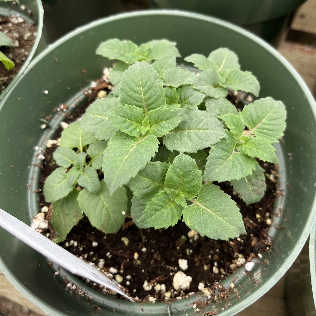 Copy of Monarda 'MON0005BTR' ~ Bee-You™ Bee-True Bee Balm-ServeScape
