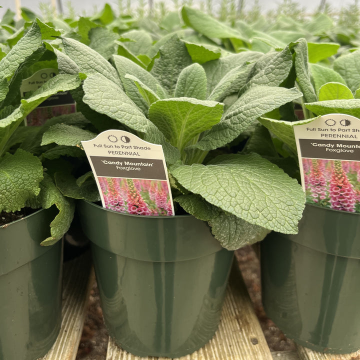 Digitalis purpurea 'Candy Mountain' ~ Candy Mountain Foxglove-ServeScape