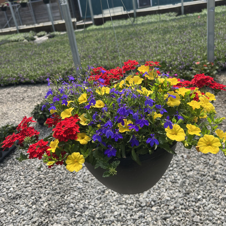 ServeScape ~ Assorted Warm Season Annual Hanging Basket-ServeScape