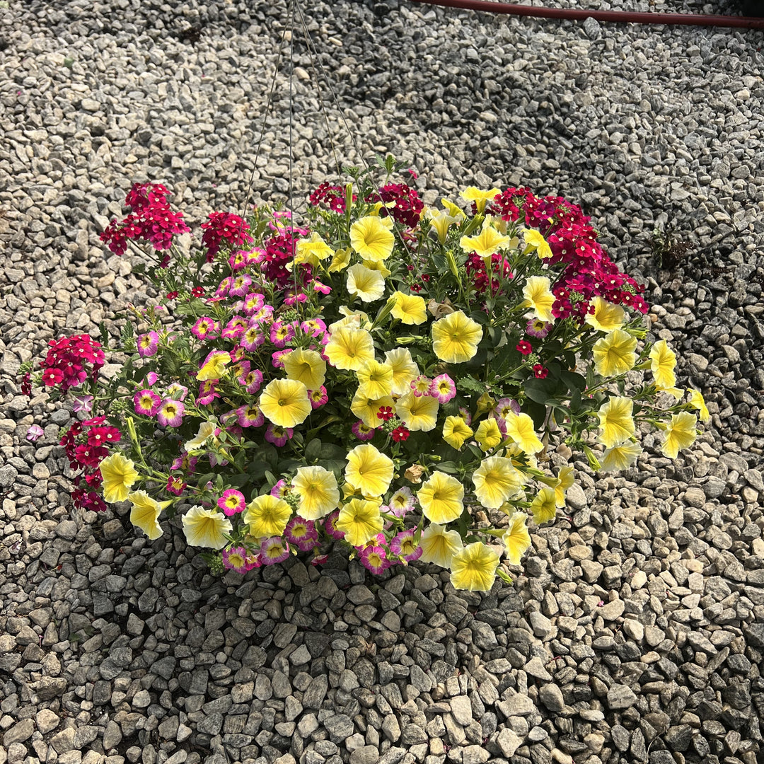 ServeScape ~ Assorted Warm Season Annual Hanging Basket-ServeScape