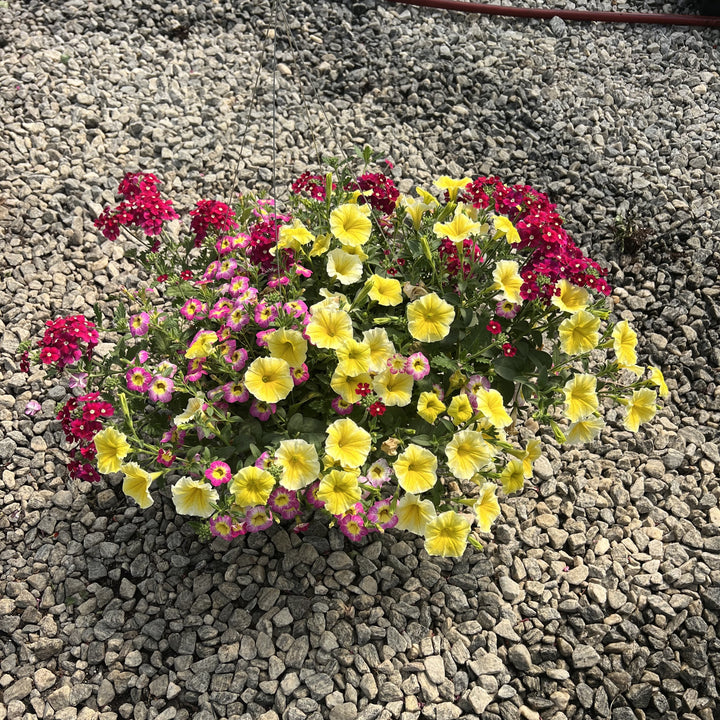 ServeScape ~ Assorted Warm Season Annual Hanging Basket-ServeScape
