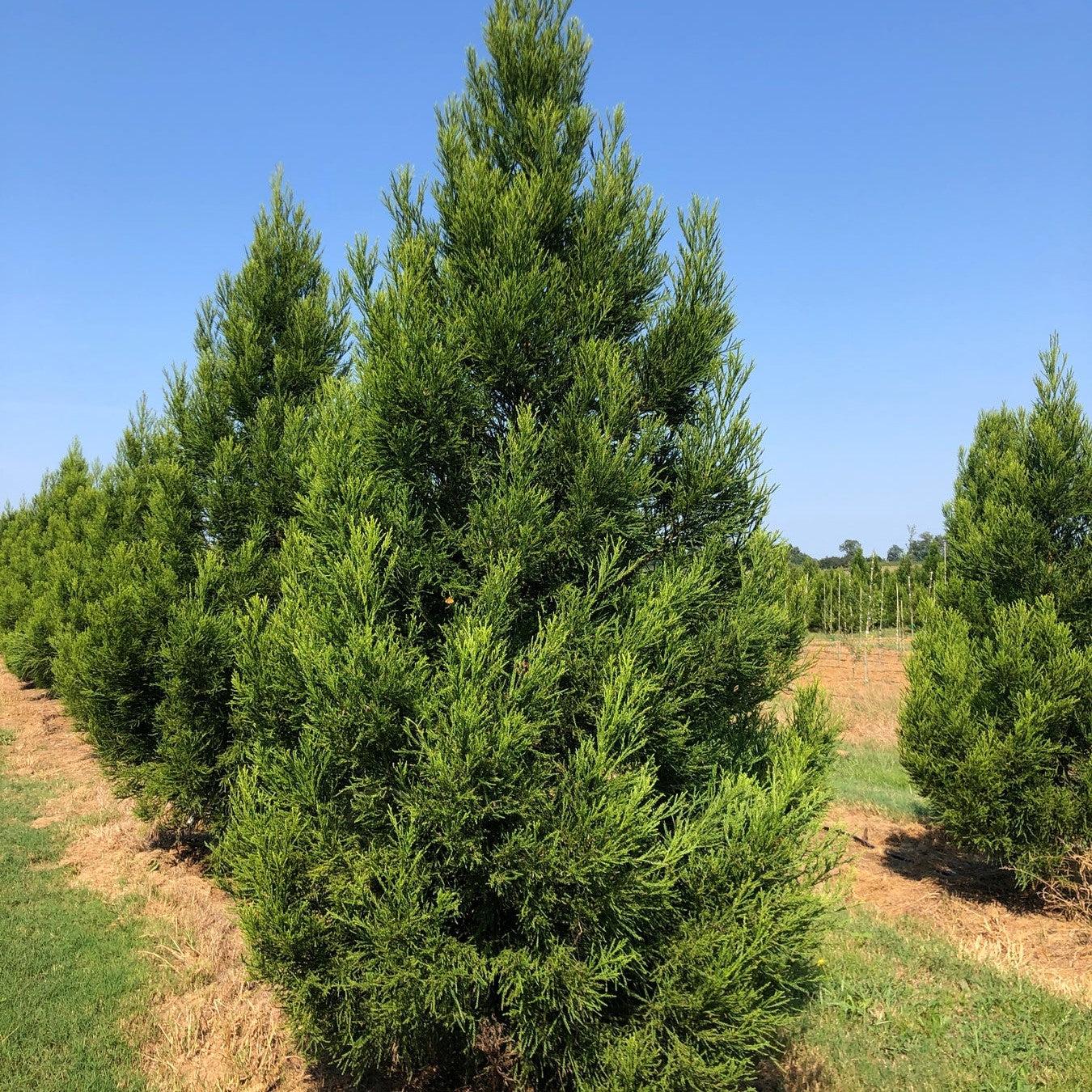 Cryptomeria japonica 'CJMTFZ' ~ Kashyma™ Japanese Cedar-ServeScape