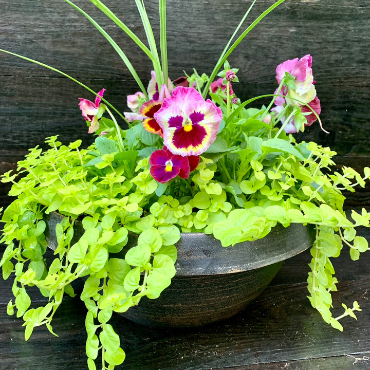 Plant Combo ~ Everyday Color Bowl 2-ServeScape