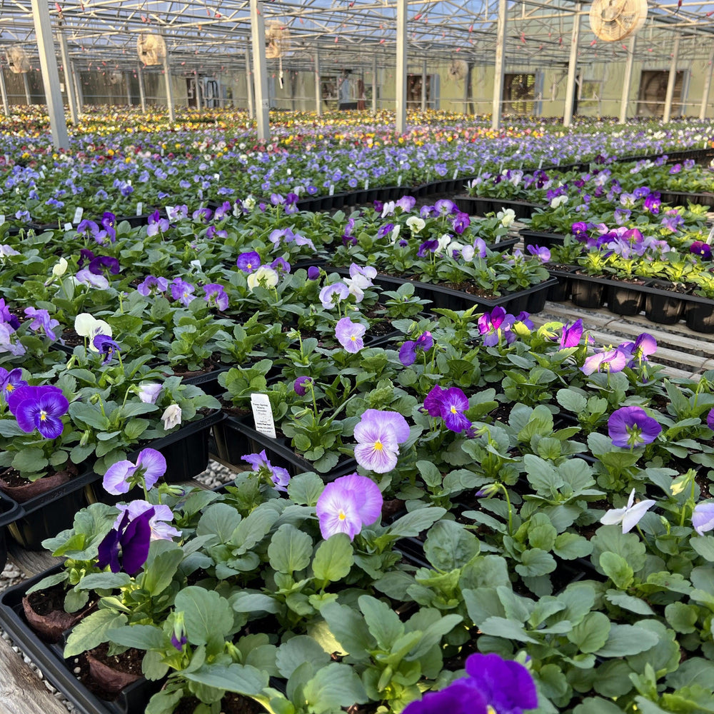 Viola x wittrockiana' PAS835621' ~ Spring Matrix™ Lavender Shades Pansy-ServeScape