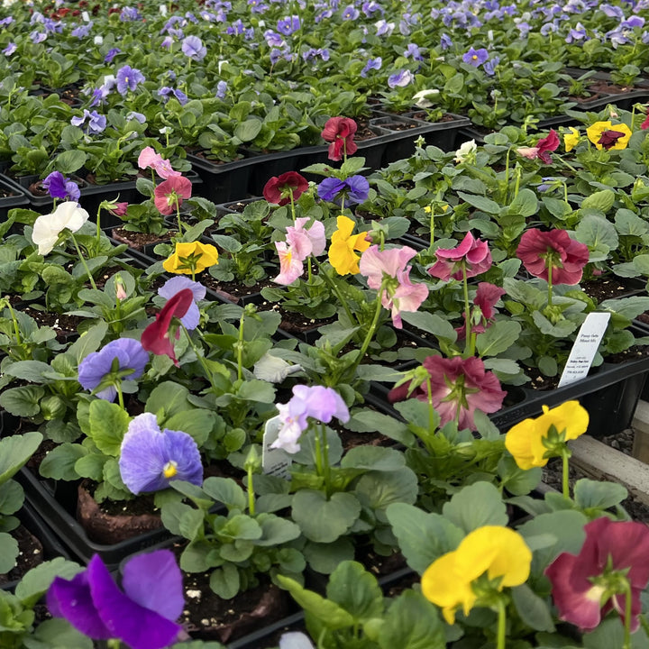 Viola x wittrockiana 'Delta Monet Mix' ~ Delta™ Monet Mix Pansy-ServeScape
