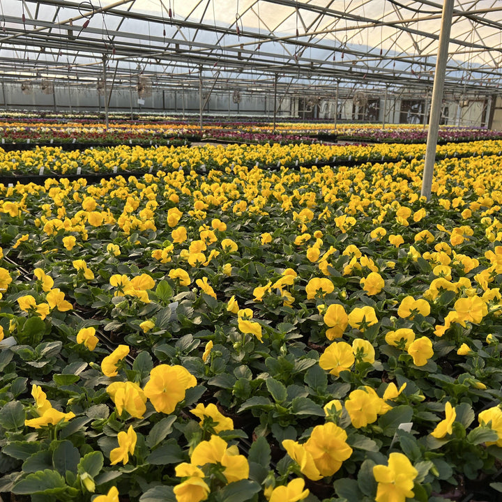 Viola x wittrockiana 'PAS1122753' ~ Matrix™ Yellow Pansy-ServeScape