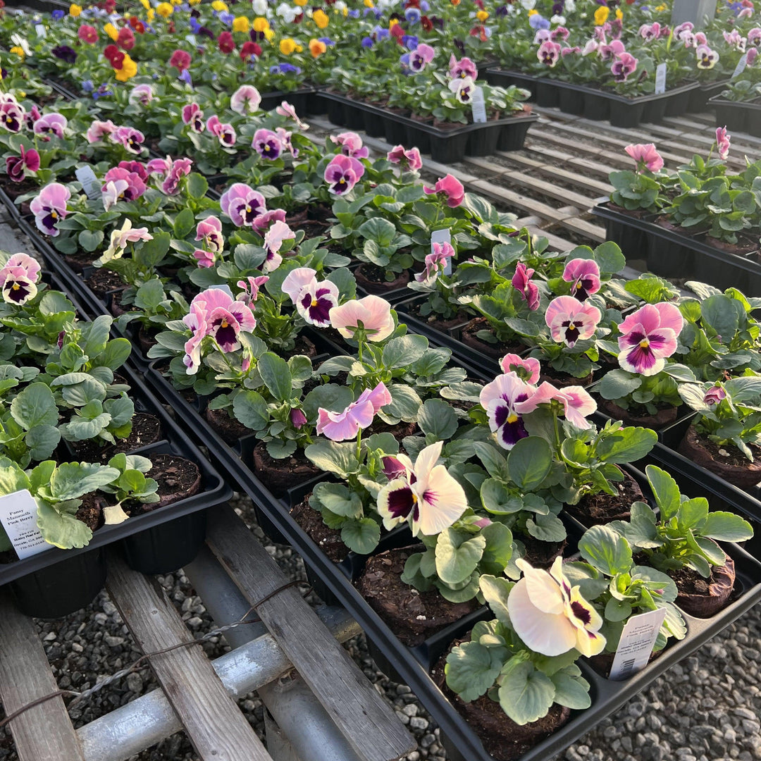 Viola x wittrockiana 'Mammoth Pink Berry' ~ Mammoth™ Pink Berry Pansy-ServeScape