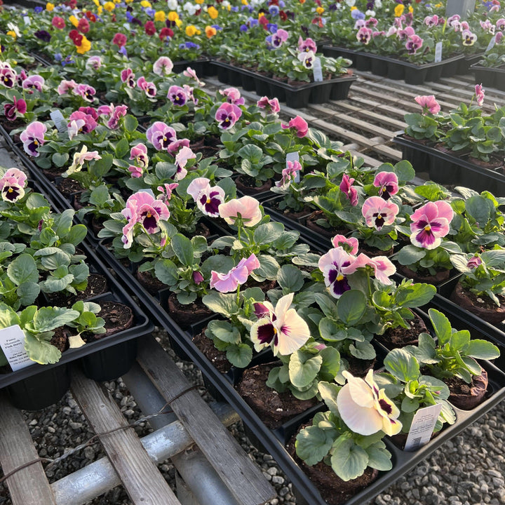 Viola x wittrockiana 'Mammoth Pink Berry' ~ Mammoth™ Pink Berry Pansy-ServeScape
