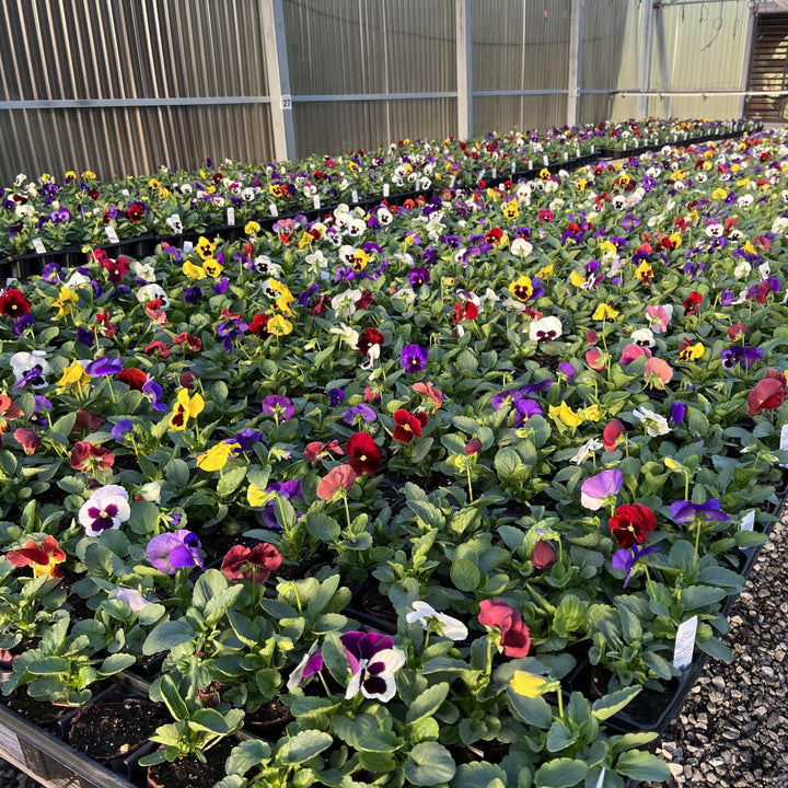 Viola x wittrockiana 'Majestic Giants II Blotch Mix' ~ Majestic Giants II Blotch Mix Pansy-ServeScape