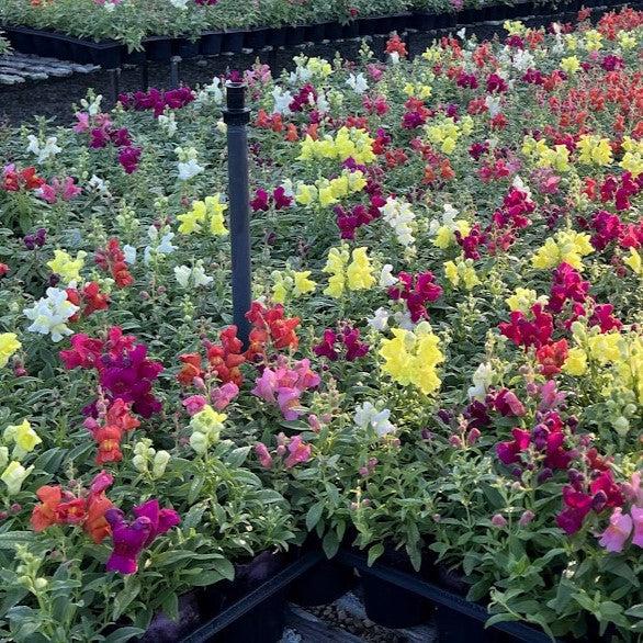 Antirrhinum majus 'Candy Showers Mix' ~ Candy Showers™ Mix Snapdragon-ServeScape