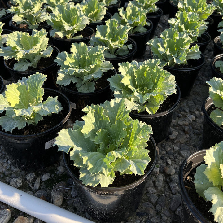Brassica oleracea (Acephala Group) 'Osaka White' ~ Osaka White Ornamental Cabbage-ServeScape