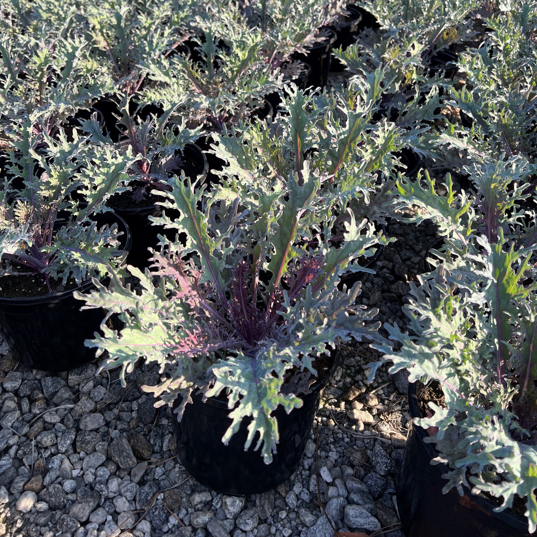Brassica oleracea 'Peacock Red' ~ Peacock Red Ornamental Kale-ServeScape