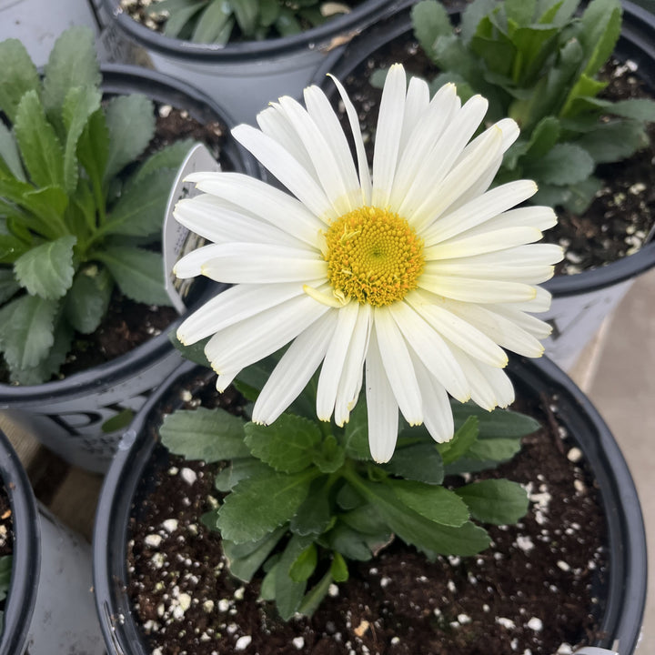 Leucanthemum superbum ’Banana Cream II’ ~ PW® Amazing Daisies® Banana Cream II Shasta Daisy-ServeScape