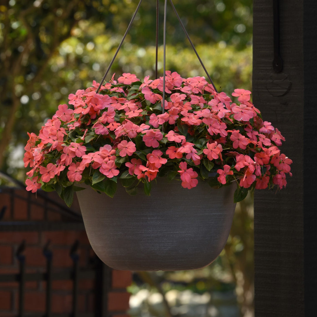 Impatiens walleriana 'PAS1413664' ~ Beacon® Coral Impatiens-ServeScape