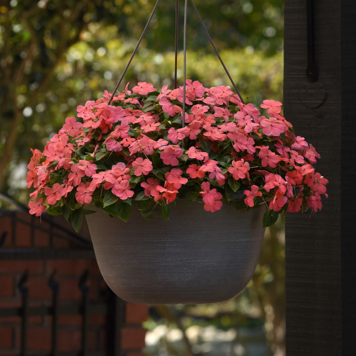 Impatiens walleriana 'PAS1413664' ~ Beacon® Coral Impatiens-ServeScape