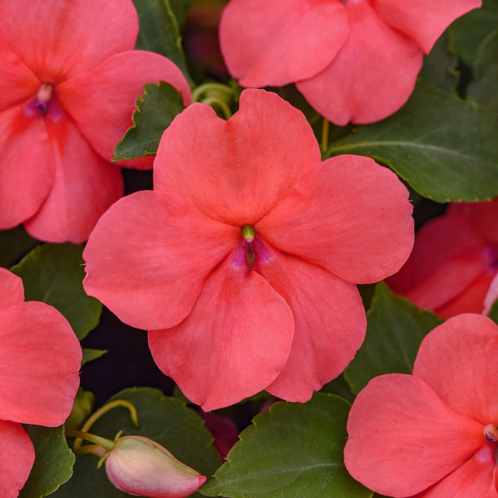 Impatiens walleriana 'PAS1413664' ~ Beacon® Coral Impatiens-ServeScape