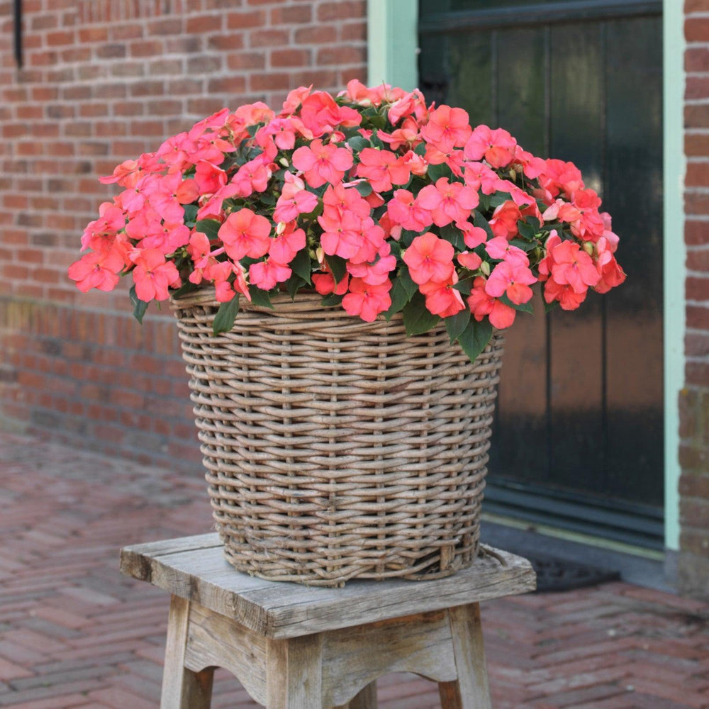 Impatiens walleriana 'PAS1413664' ~ Beacon® Coral Impatiens-ServeScape