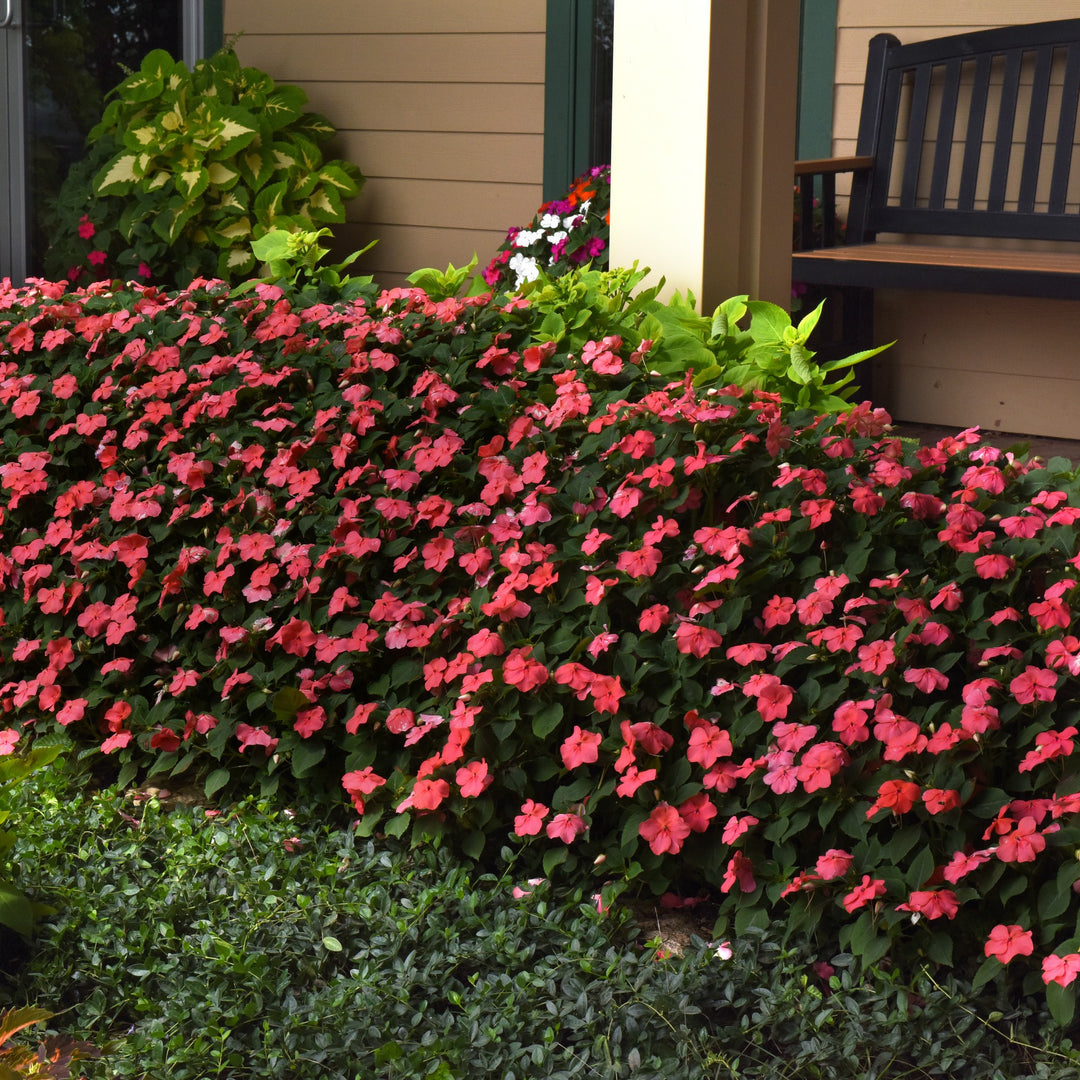 Impatiens walleriana 'PAS1413664' ~ Beacon® Coral Impatiens-ServeScape