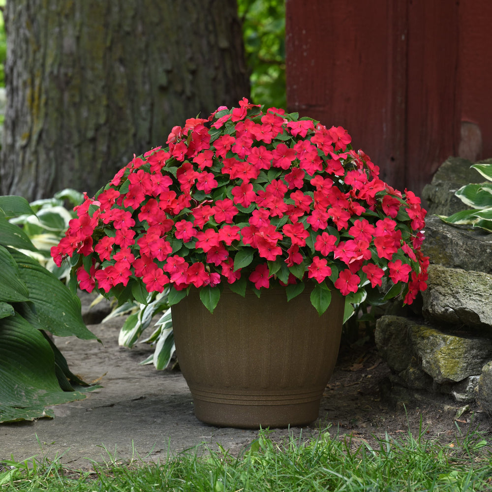 Impatiens walleriana 'PAS1587589' ~ Beacon® Lipstick Impatiens-ServeScape