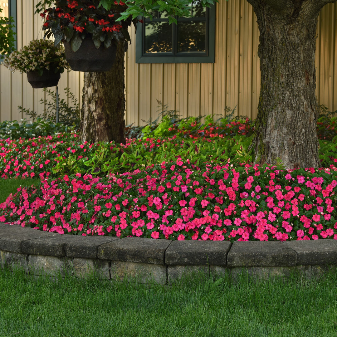 Impatiens walleriana 'PAS1587589' ~ Beacon® Lipstick Impatiens-ServeScape