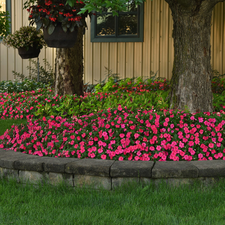 Impatiens walleriana 'PAS1587589' ~ Beacon® Lipstick Impatiens-ServeScape
