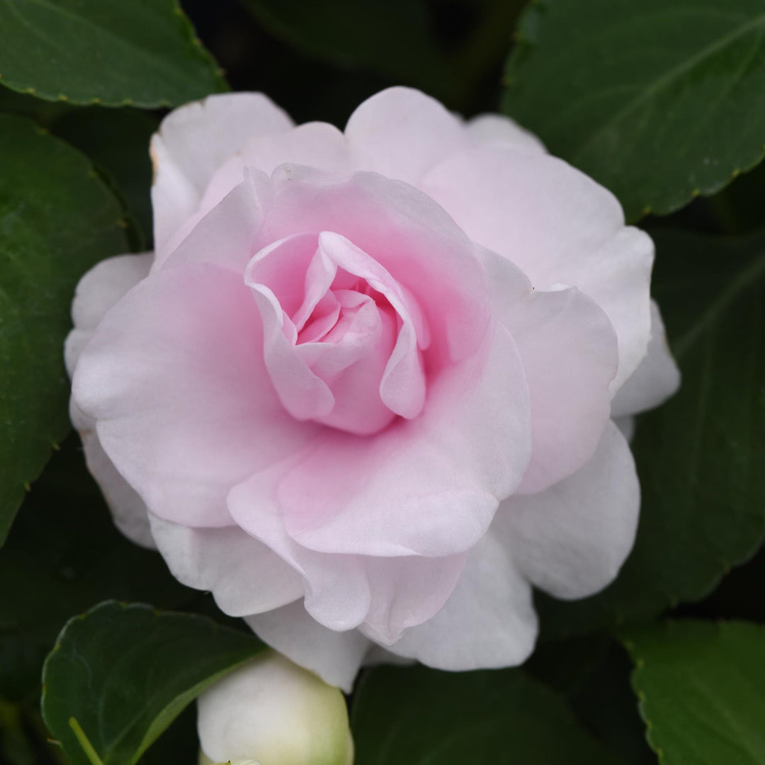 Impatiens walleriana 'Balglimapp' ~ Glimmer™ Appleblossom Double Impatiens-ServeScape