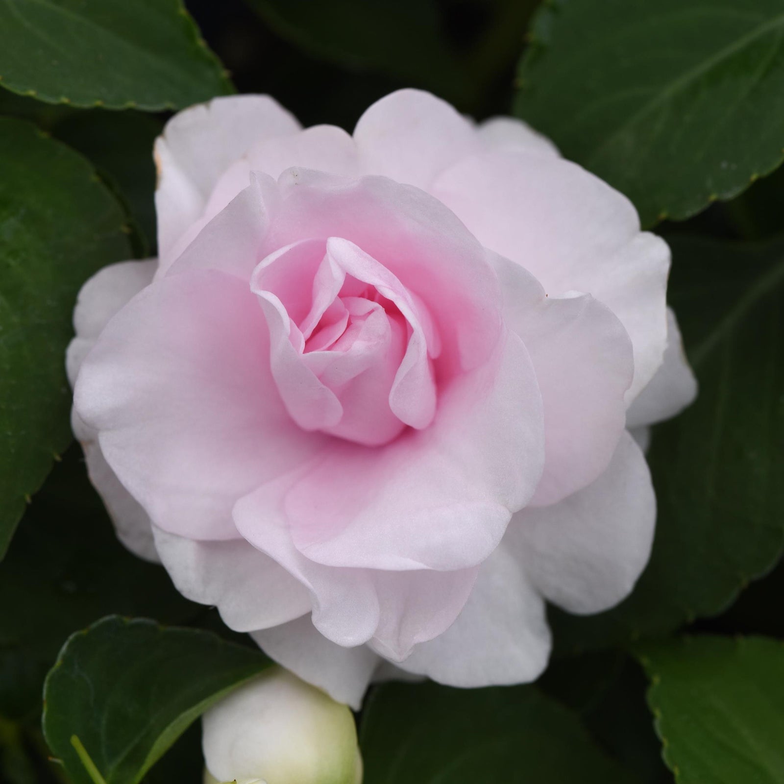 Impatiens walleriana 'Balglimapp' ~ Glimmer™ Appleblossom Double Impatiens-ServeScape