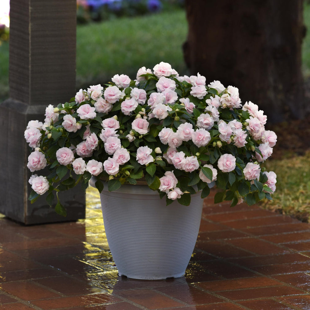 Impatiens walleriana 'Balglimapp' ~ Glimmer™ Appleblossom Double Impatiens-ServeScape