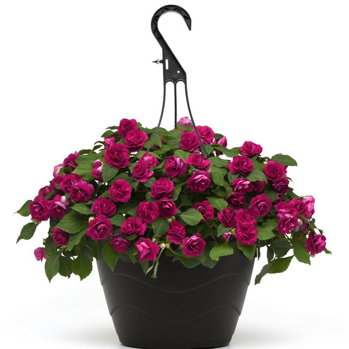 Impatiens walleriana 'Balglimbur' ~ Glimmer™ Burgundy Double Impatiens-ServeScape