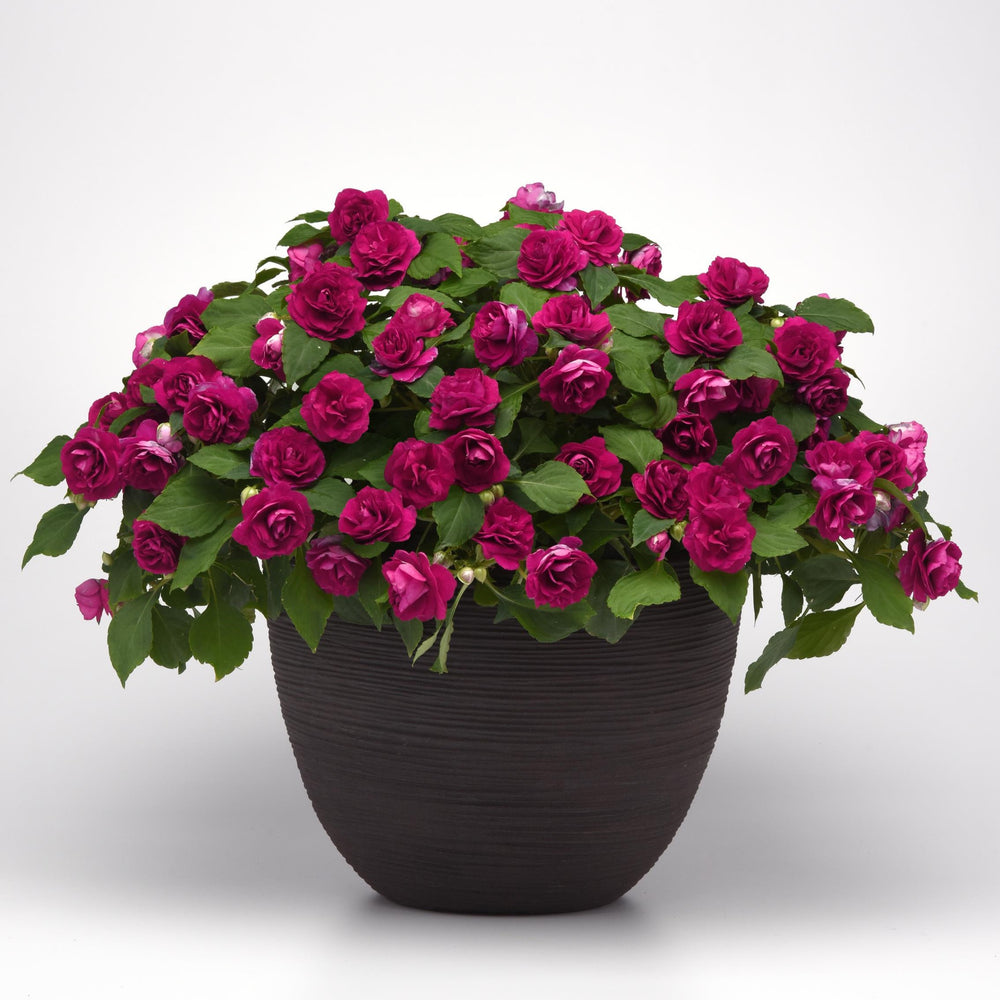 Impatiens walleriana 'Balglimbur' ~ Glimmer™ Burgundy Double Impatiens-ServeScape