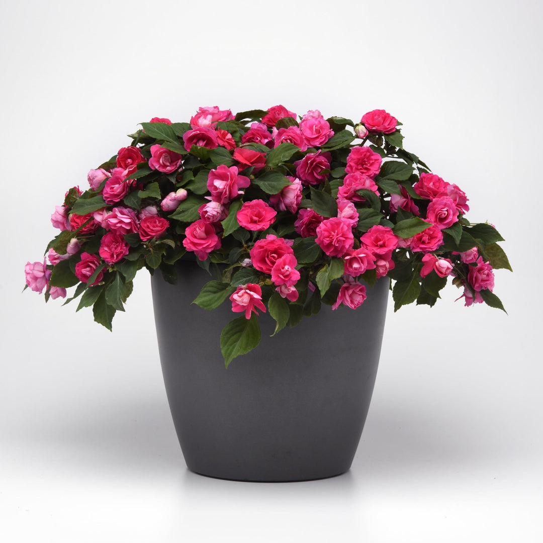 Impatiens walleriana 'Balglimotin' ~ Glimmer™ Hot Pink Double Impatiens-ServeScape