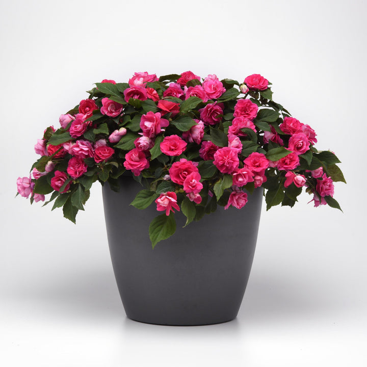 Impatiens walleriana 'Balglimotin' ~ Glimmer™ Hot Pink Double Impatiens-ServeScape