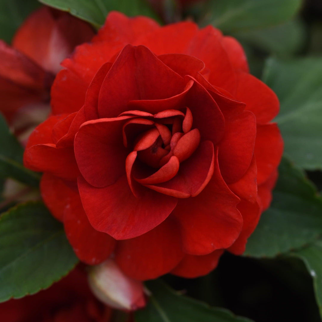 Impatiens walleriana 'Balglimdre' ~ Glimmer™ Dark Red Double Impatiens-ServeScape