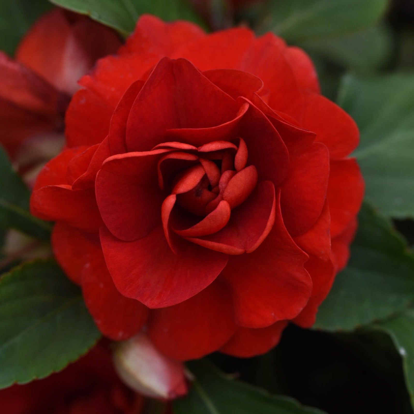 Impatiens walleriana 'Balglimdre' ~ Glimmer™ Dark Red Double Impatiens-ServeScape