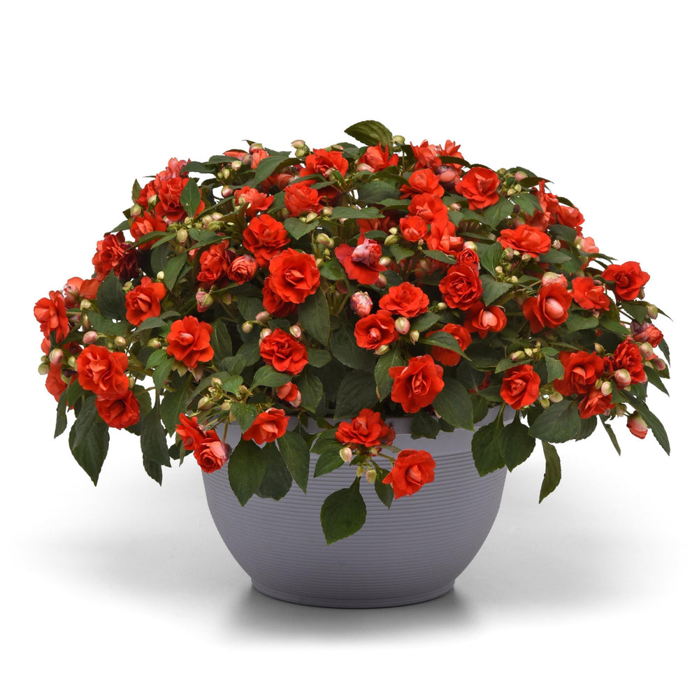 Impatiens walleriana 'Balglimdre' ~ Glimmer™ Dark Red Double Impatiens-ServeScape