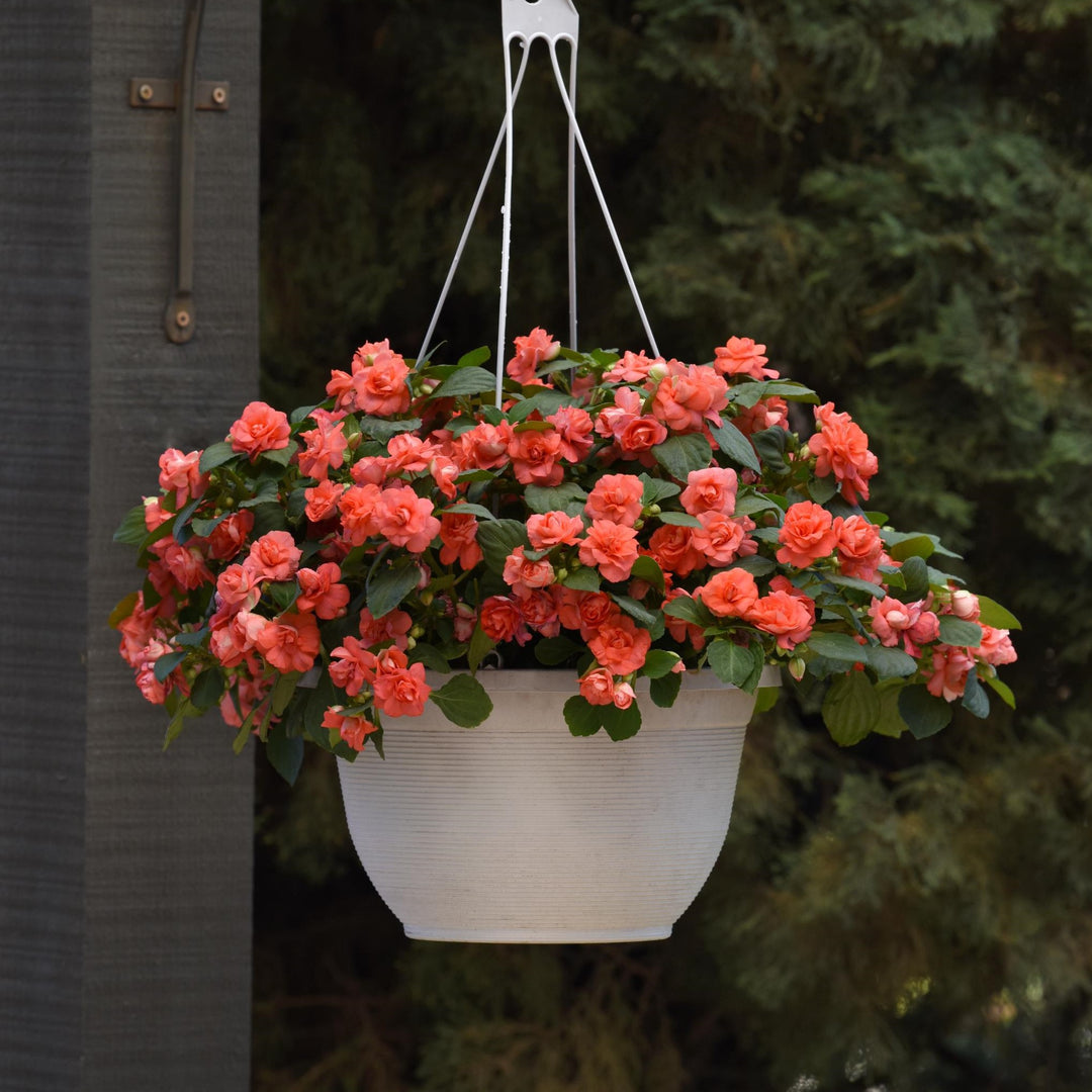 Impatiens walleriana 'Balglimslim' ~ Glimmer™ Salmon Double Impatiens-ServeScape