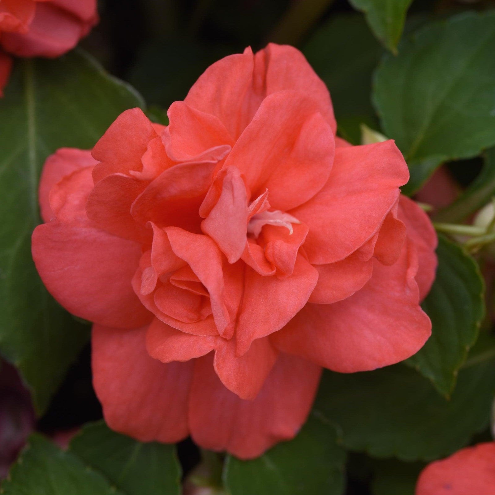Impatiens walleriana 'Balglimslim' ~ Glimmer™ Salmon Double Impatiens-ServeScape