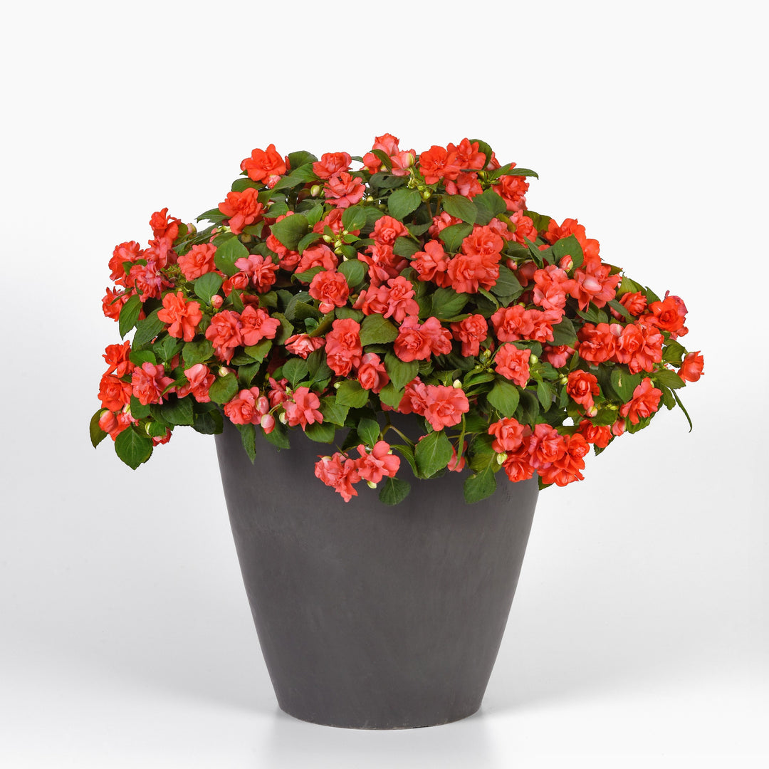 Impatiens walleriana 'Balglimslim' ~ Glimmer™ Salmon Double Impatiens-ServeScape