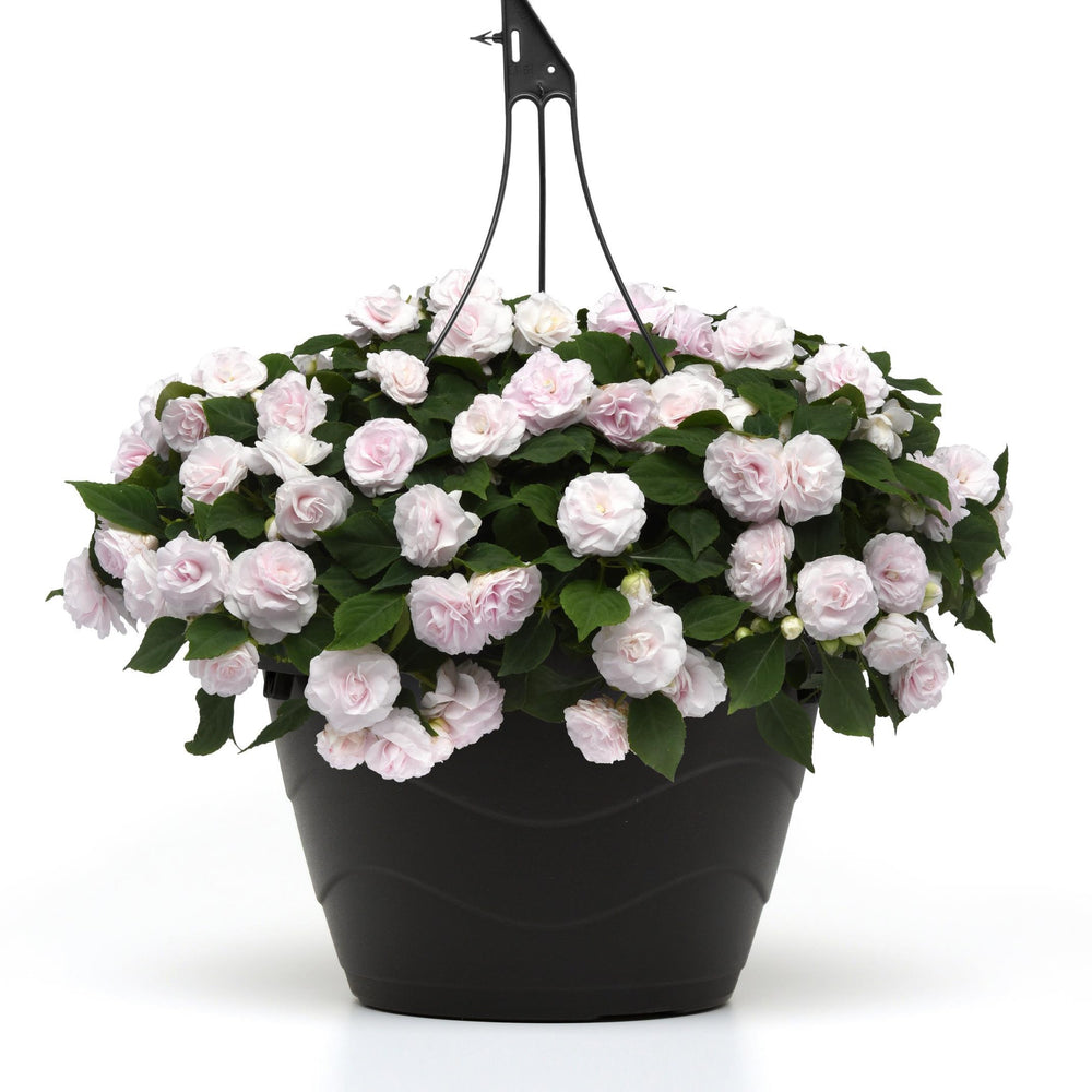 Impatiens walleriana 'Balglimite' ~ Glimmer™ White Double Impatiens-ServeScape