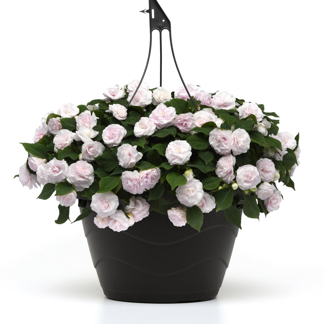 Impatiens walleriana 'Balglimite' ~ Glimmer™ White Double Impatiens-ServeScape