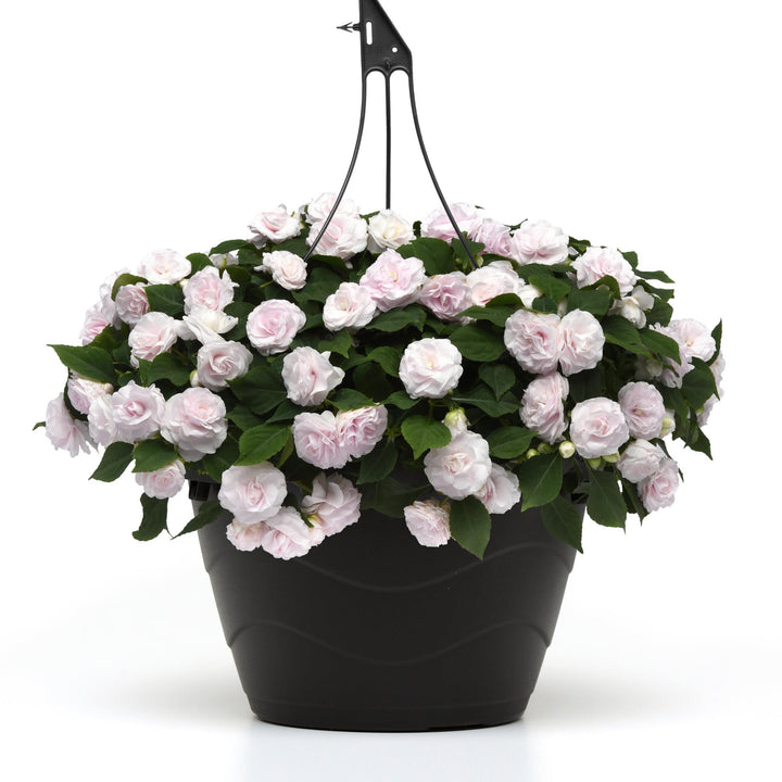 Impatiens walleriana 'Balglimite' ~ Glimmer™ White Double Impatiens-ServeScape