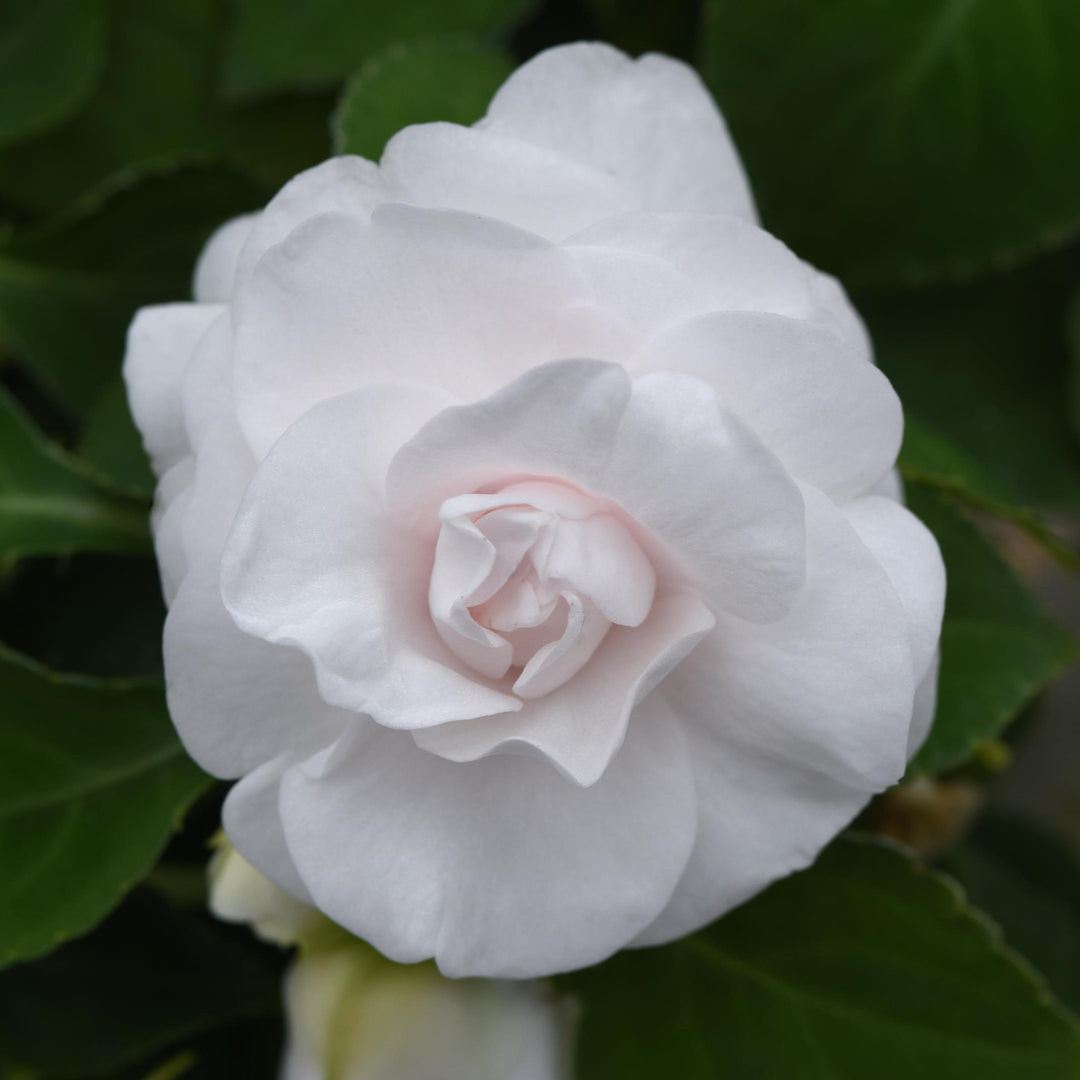 Impatiens walleriana 'Balglimite' ~ Glimmer™ White Double Impatiens-ServeScape