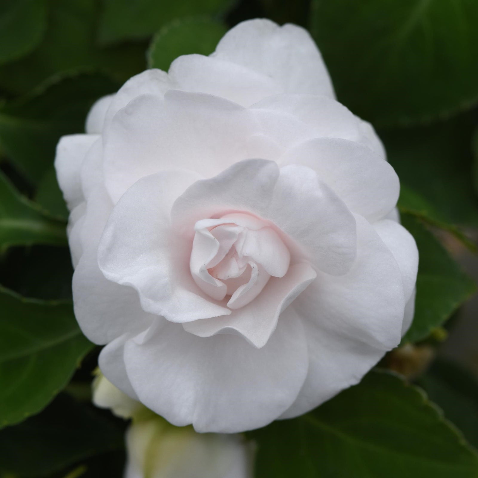 Impatiens walleriana 'Balglimite' ~ Glimmer™ White Double Impatiens-ServeScape