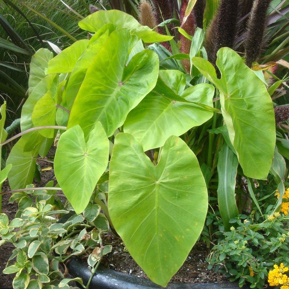 Colocasia esculenta 'Maui Gold' ~ Monrovia® Royal Hawaiian® Maui Gold Elephant Ear-ServeScape