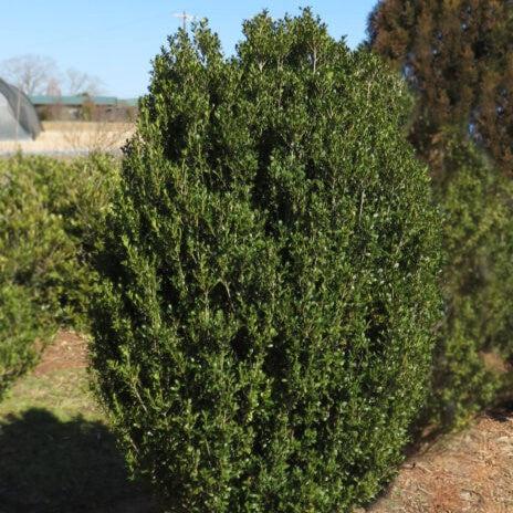 Ilex crenata 'MAD-IC-I' PP32,035 ~ Chubby Hubby™ Japanese Holly-ServeScape