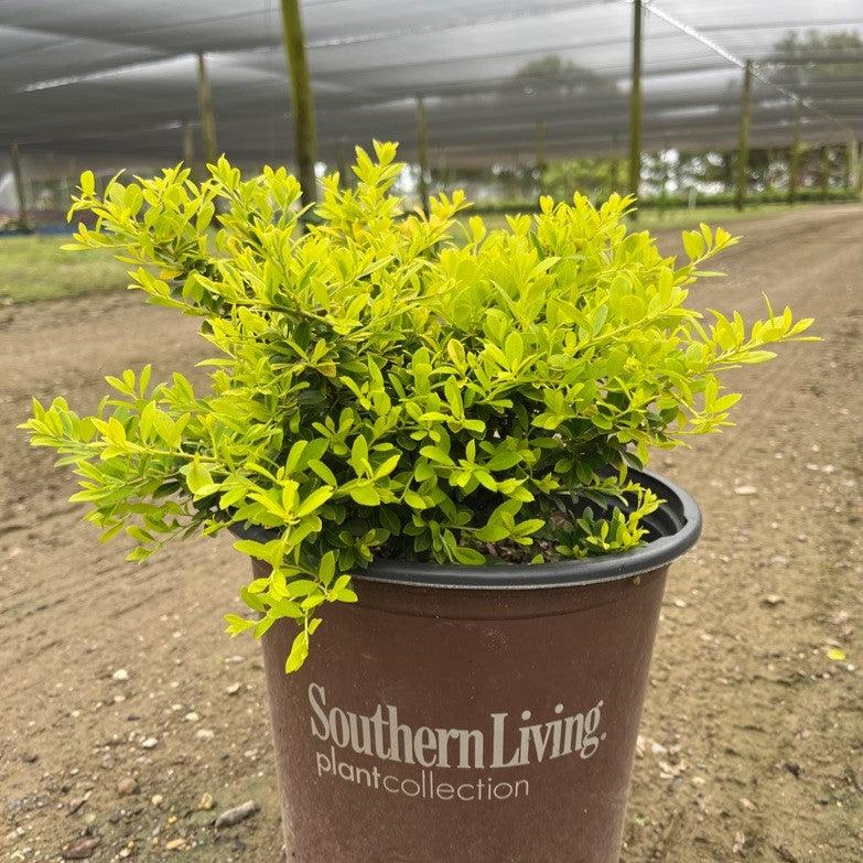 Ilex crenata 'Adorned' ~ Touch of Gold® Holly-ServeScape