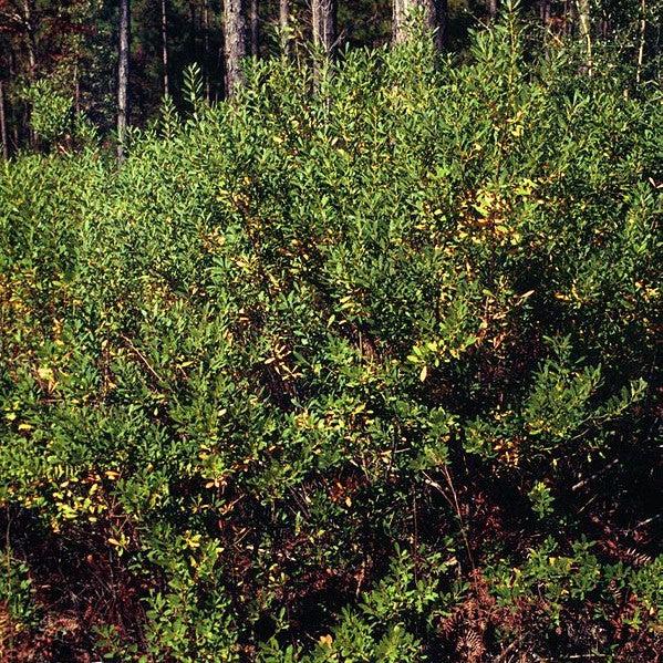 Ilex glabra ~ Inkberry-ServeScape