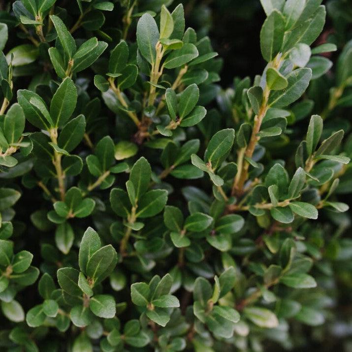 Ilex crenata 'MAD-IC-I' PP32,035 ~ Chubby Hubby™ Japanese Holly-ServeScape